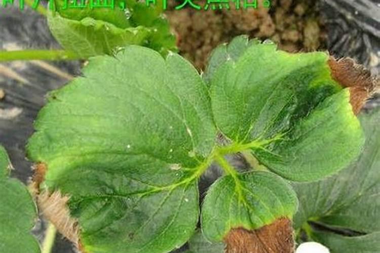 草莓缺铁症防治方法