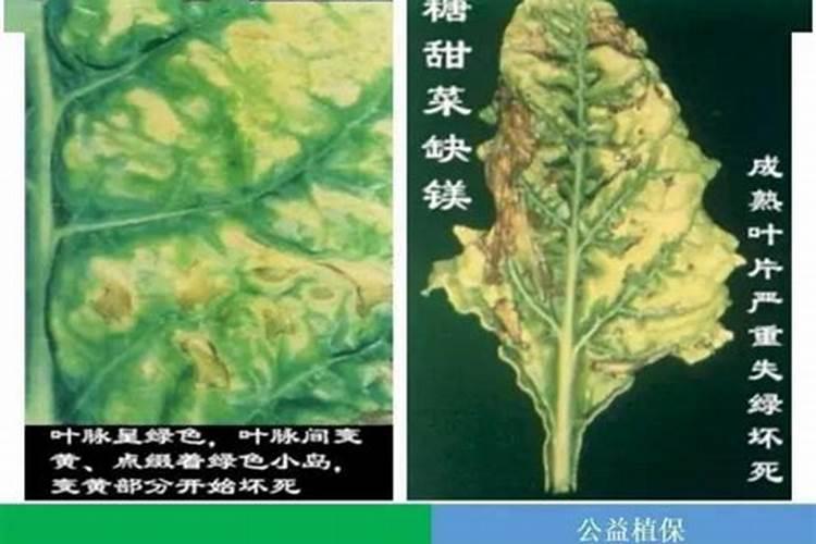 镁能不能做肥料