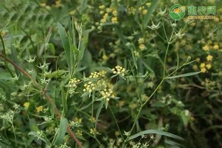种植柴胡要什么化肥好？