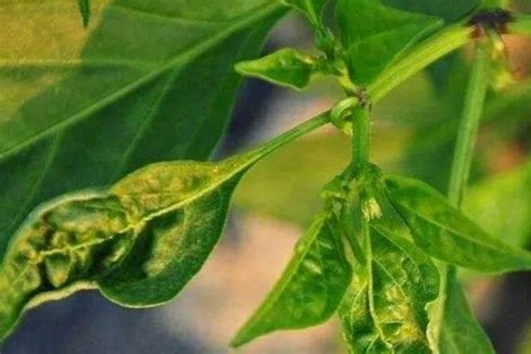 常用的新型肥料有哪些