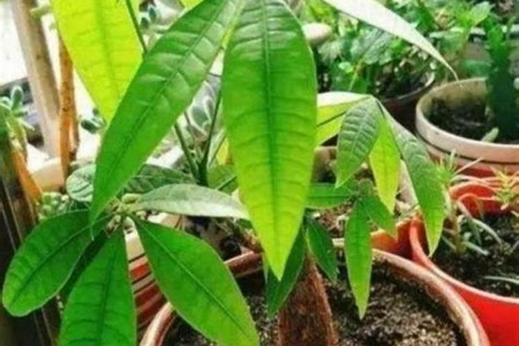 红掌肥料发财树能用吗