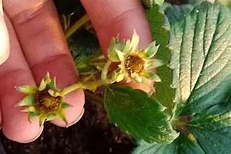 盆栽草莓怎样施肥