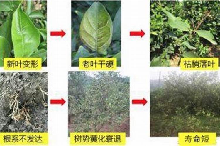 钾肥是什么肥料 植物缺少钾肥会怎么样