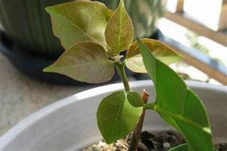 三角梅如何催花,,正确的施肥方法