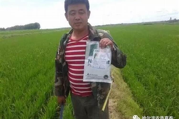 水稻分蘖期用什么叶面肥好