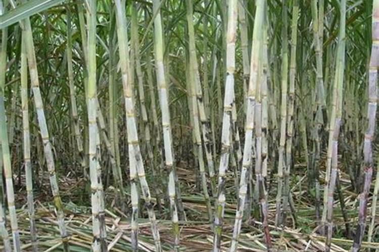 甘蔗叶面尿素喷雾施肥管用吗？