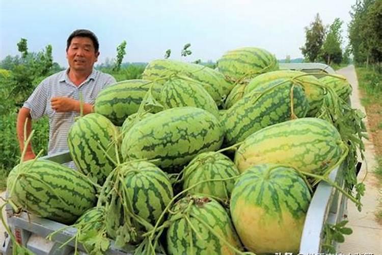 西瓜的膨瓜肥要怎样施用？