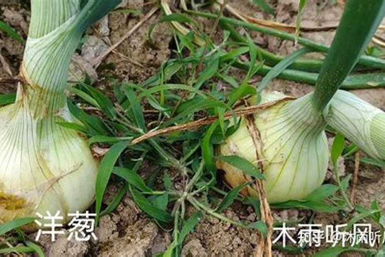 洋葱种植膨果期间用肥料