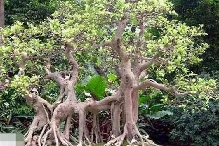 榕树盆景施什么肥(榕树盆景施肥指南,选择合适的肥料,养出繁茂盆景)百 ...