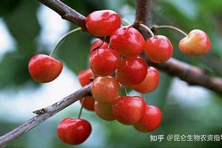 打西瓜疫苗之后喝酒会产生什么样的