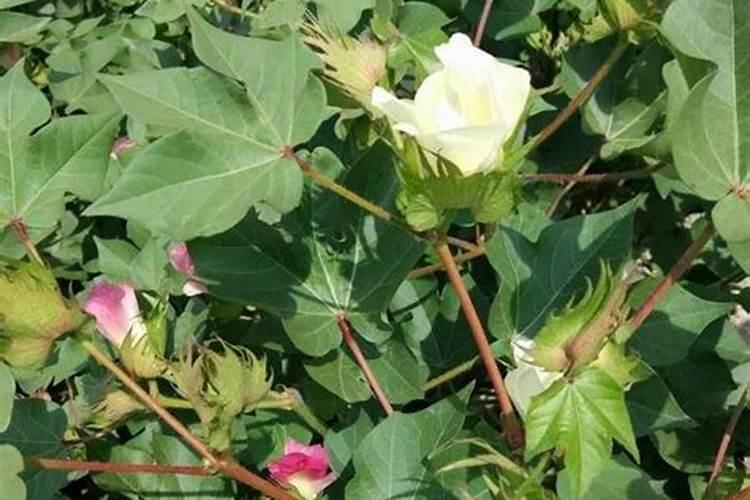 蛋黄果几年结果