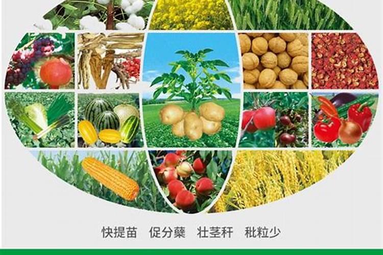 荔枝施什么肥料最好