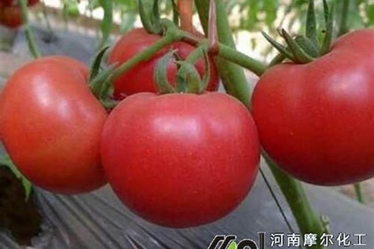 小番茄喷施什么叶面肥,生根快？