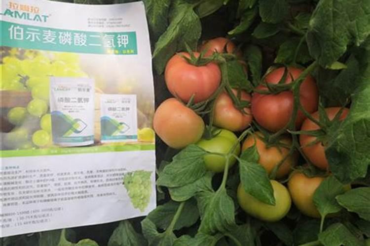 小番茄施什么肥最好