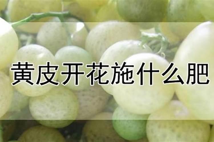 黄皮树怎样施肥才果核小一点