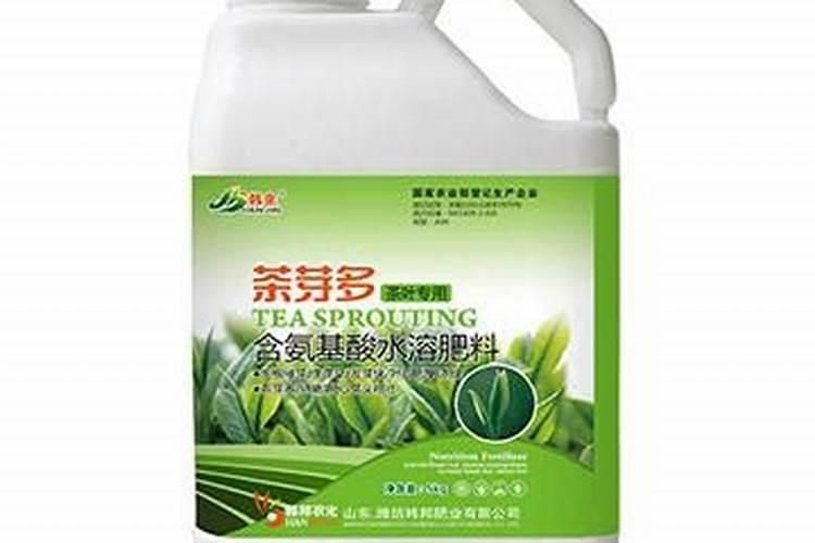 茶树怎么养长的好