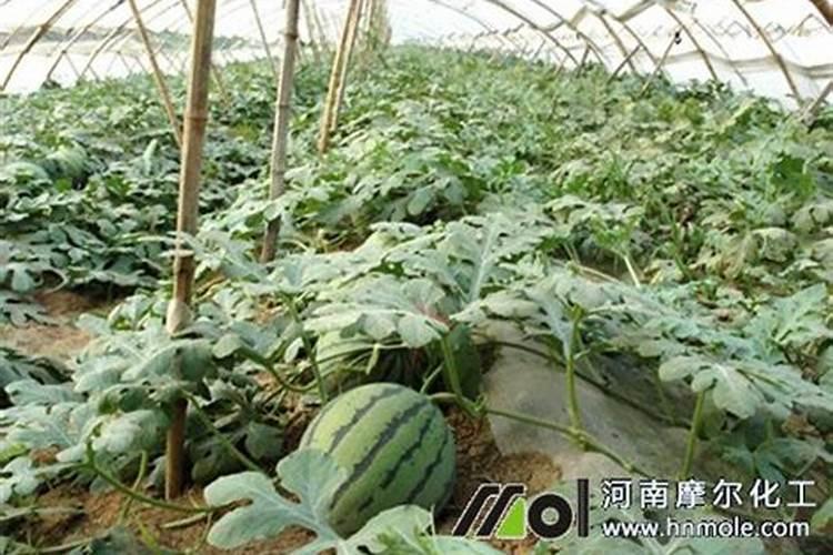 西瓜膨果期用什么肥料