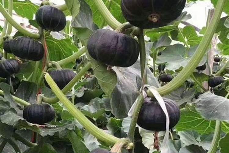 南瓜开花结果期注意什么 南瓜养殖需要注意什么