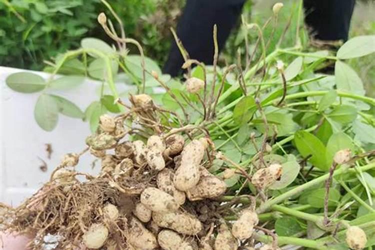 花生追肥用什么肥料好