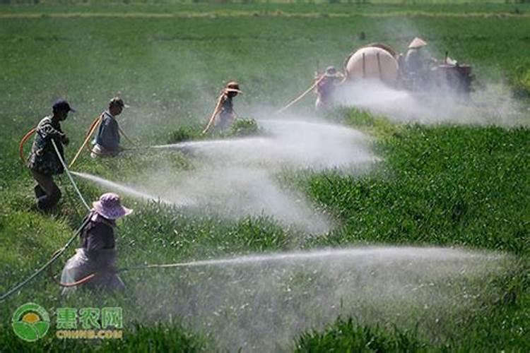 玉米除草剂能和叶面肥混用吗