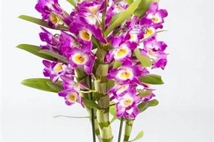 石斛花好养吗