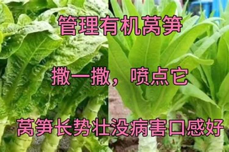 莴笋施什么肥长得粗壮