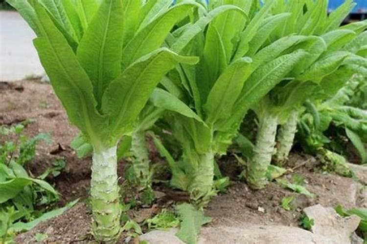 为使莴笋又粗又大应该用什么肥料
