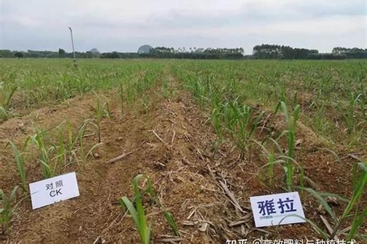甘蔗施什么肥料最甜 什么时候施肥合适