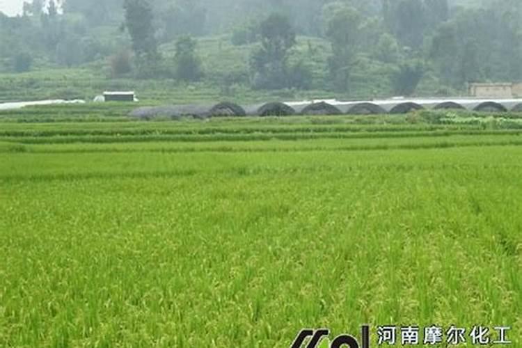 水稻叶面喷肥时间 有哪些注意事项