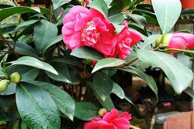 茶花最忌三种肥料