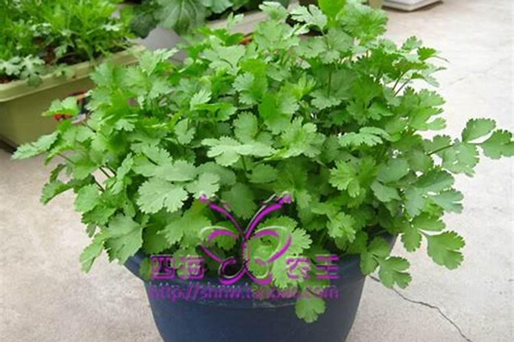 香菜浇什么肥料合适