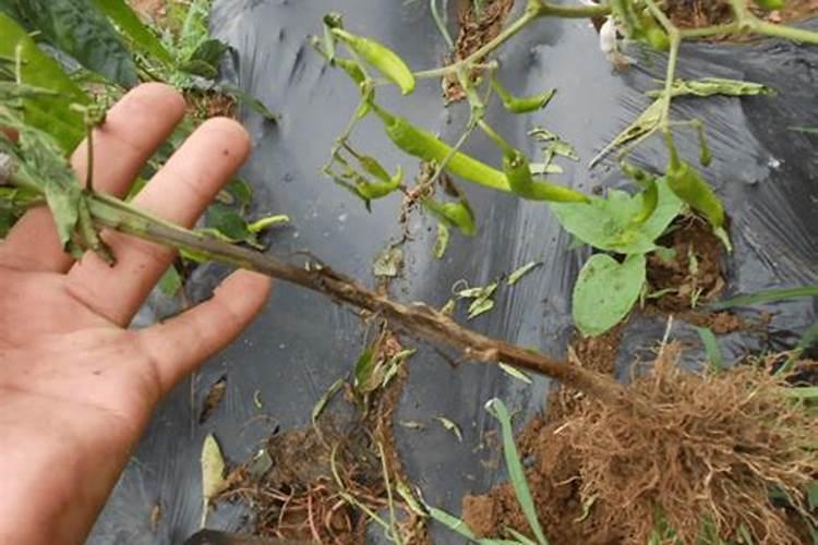 专治辣椒炭疽病特效药 辣椒炭疽病图片及防治用什么药