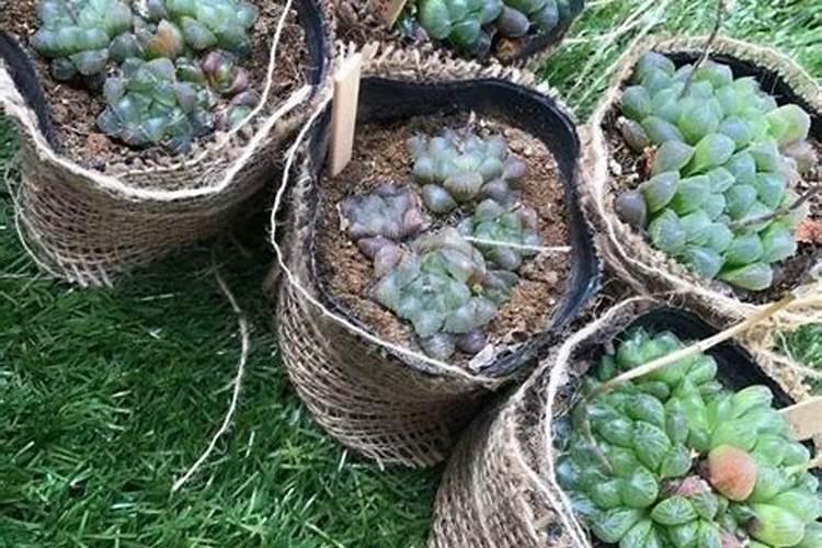 盆栽多肉植物施什么肥 该如何施肥