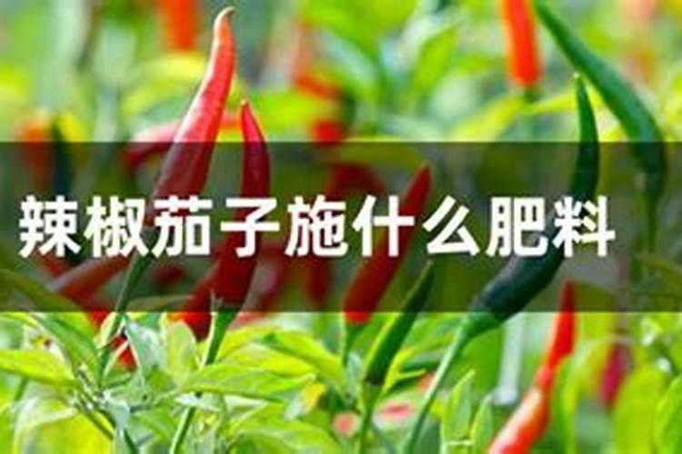 辣椒如何施磷肥