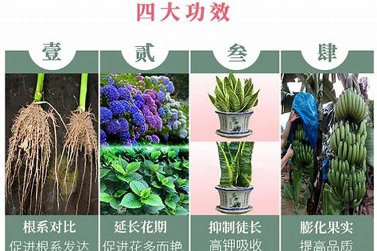 盆栽花卉用什么肥料比较好？哪些肥料生根壮根肥效好？