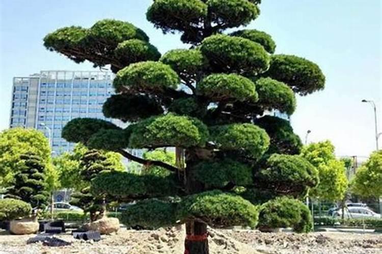 罗汉松施肥技巧,只需要五个步骤养的郁郁葱葱