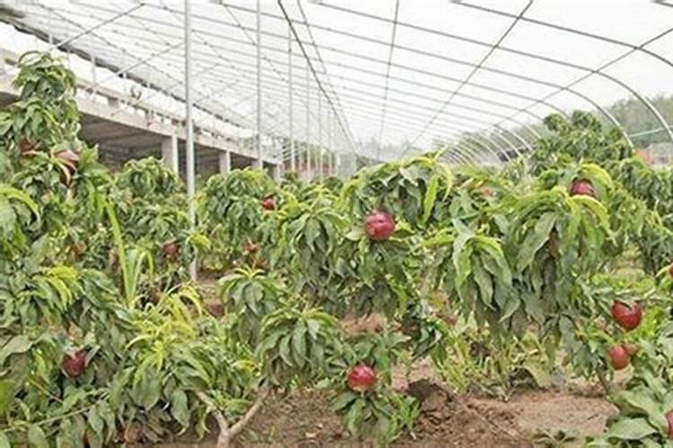大棚油桃种植技术是什么