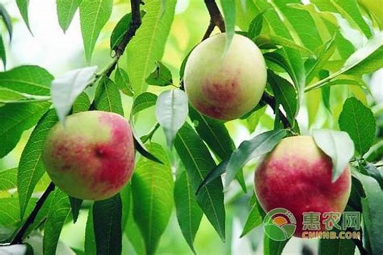 大棚怎么种植桃树 桃树的养护管理