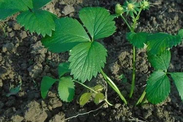 盆栽草莓怎么施肥