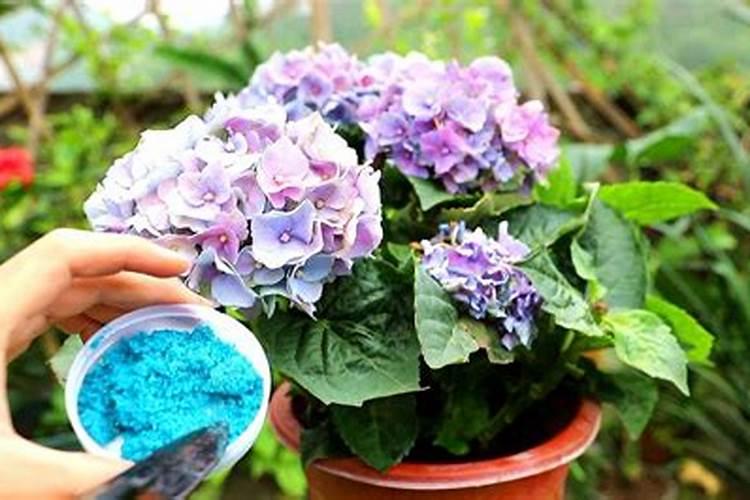 水溶肥可以撒施吗