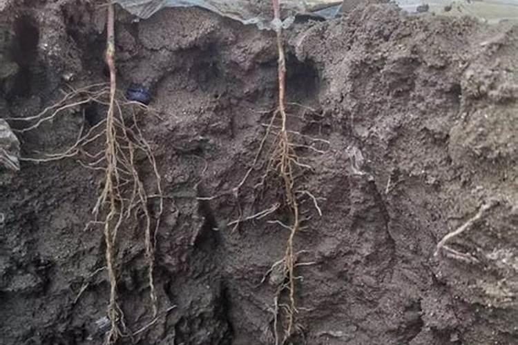 水溶肥是一种新型的肥料,这种肥料比较适合什么农作物？