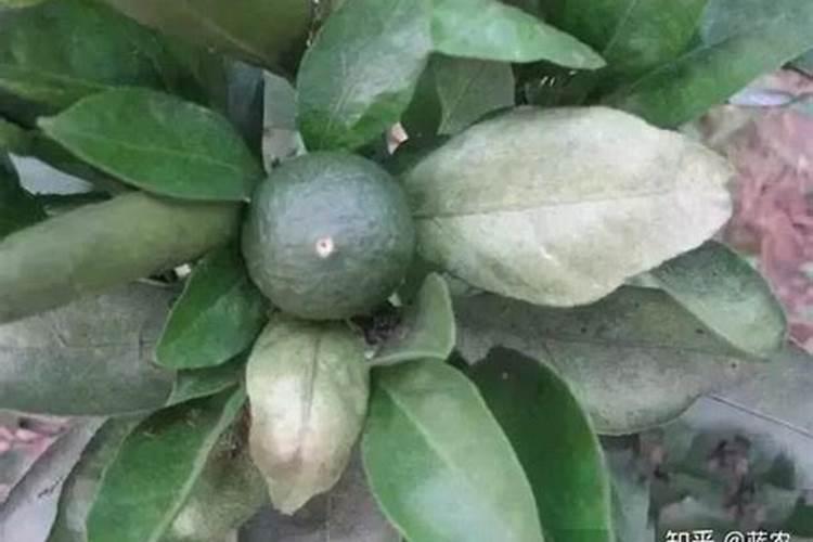 柑橘施什么肥料膨果？柑橘如何快速膨大？柑橘靓果上色膨大用“调色师...