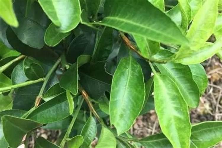 纯钾肥在柑桔上什么时间撒最合适