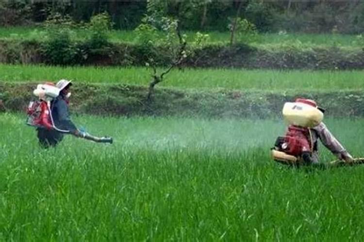 葡萄越夏巧施叶面肥 杀灭食叶性害虫就用30%敌百虫 更专业