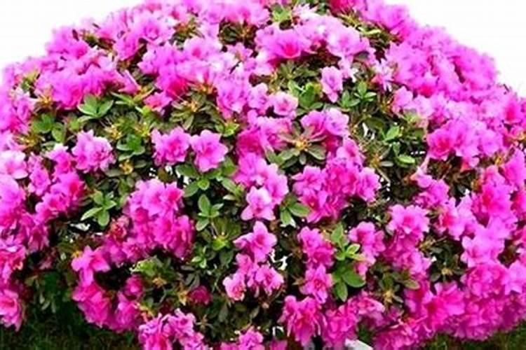 杜鹃花不开花是什么原因