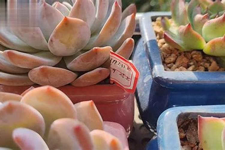 木质素磺酸钠肥料添加量