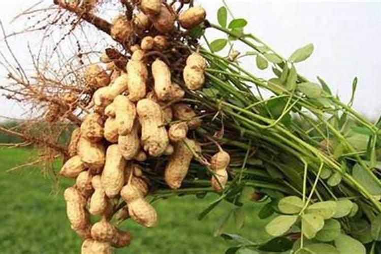 磷肥种花生怎么使用