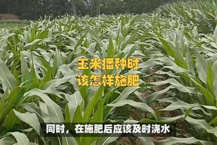 玉米怎样施肥最正确 附施肥时间