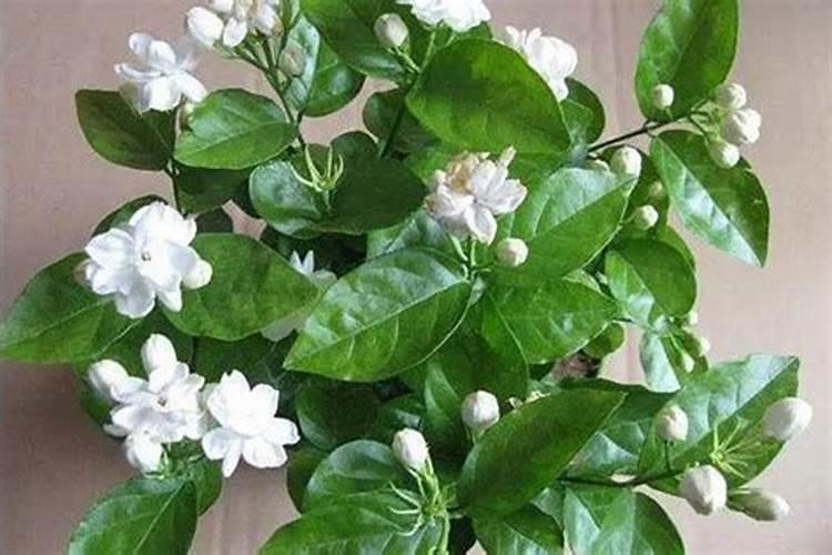 茉莉花怎么施肥施什么肥