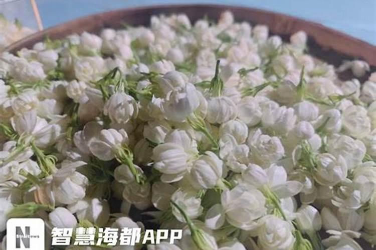 茉莉花浇什么肥料合适